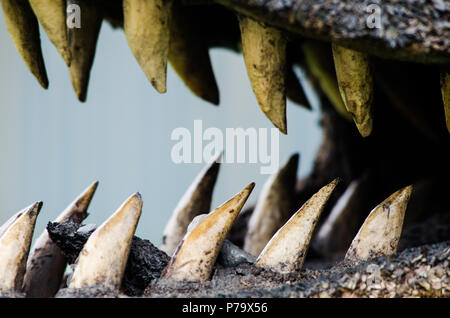 Nahaufnahme der Zähne ist ein Krokodil, erschreckende Foto Stockfoto