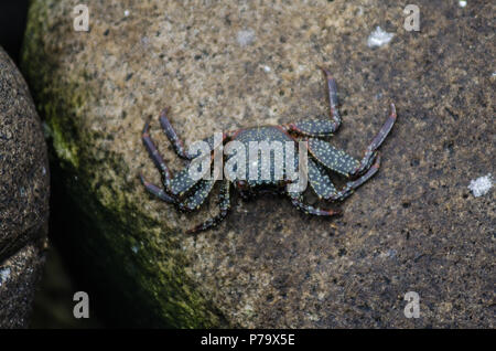 Eine Krabbe auf dem Stein von einem Strand in Lima - Peru Stockfoto