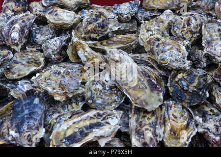 Florianopolis, Santa Catarina, Brasilien. Nahaufnahme von frischen Austern in einer Austernfarm. Stockfoto