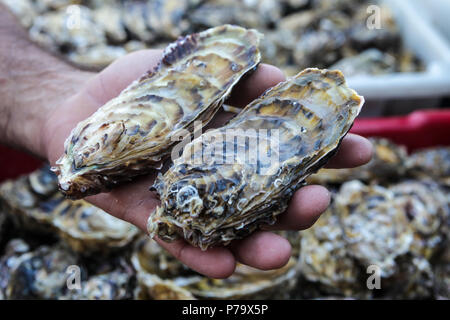 Florianopolis, Santa Catarina, Brasilien. In der Nähe von zwei großen frischen Austern in der Hand des Fischers mit Austern im Hintergrund.. Stockfoto