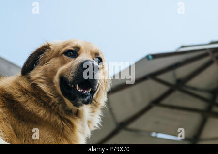Ein Hund im Freien genießen an einem schönen Sommertag vintage getönt Stockfoto