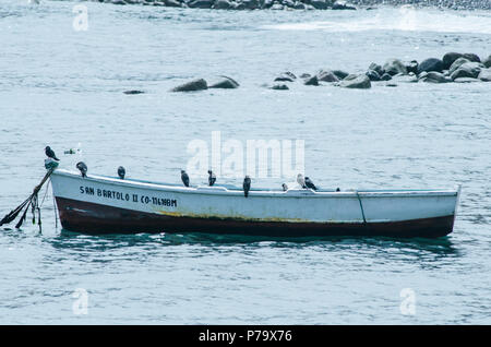 Fischerboot durch viele Möwen am Meer gefolgt Stockfoto