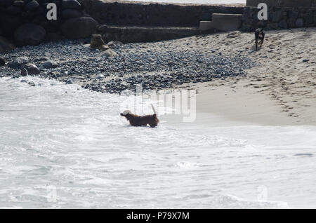 Hunde badet in den Wellen und schließt sich den Sand Stockfoto