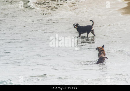 Hunde badet in den Wellen und schließt sich den Sand Stockfoto