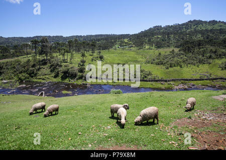 Santa Catarina, Brasilien. Schafe grasen in Berglandschaft mit schönen Fluss im Hintergrund an einem sonnigen Tag. Stockfoto