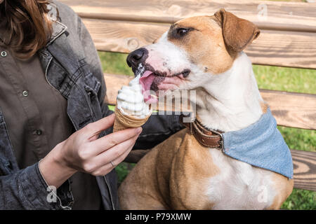 Geben Eis lustige süßer Hund. Junge Weibchen füttert Vanille Eis als behandeln terrier Welpe in Bandana auf der Werkbank außend sitzenden in Staffordshire Stockfoto