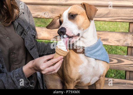 Geben Eis lustige süßer Hund. Junge Weibchen füttert Vanille Eis als behandeln terrier Welpe in Bandana auf der Werkbank außend sitzenden in Staffordshire Stockfoto