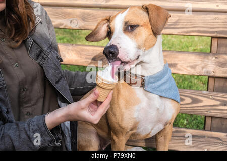 Geben Eis lustige süßer Hund. Junge Weibchen füttert Vanille Eis als behandeln terrier Welpe in Bandana auf der Werkbank außend sitzenden in Staffordshire Stockfoto