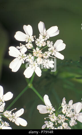 NAHAUFNAHME EINER WEISSEN KORIANDERBLUME (KORIANDER SATIVUM), AUCH BEKANNT ALS CHINESISCHE ODER MEXIKANISCHE PETERSILIE ODER KORIANDER. AUSTRALIEN. Stockfoto
