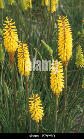 Gelbe KNIPHOFIA BLUMEN Stockfoto