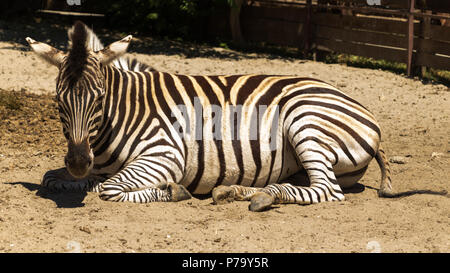 Ein lazy Zebra sitzen auf Sand Stockfoto