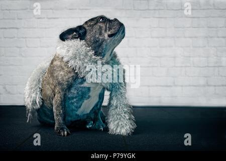 Französische Bulldogge trug ein silbernes Lametta Stockfoto