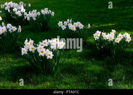 Weisse Narzissen, Narcissus poeticus Stockfoto