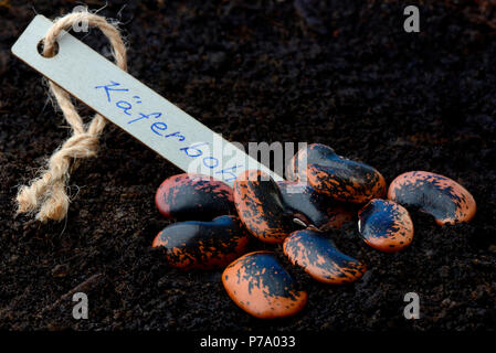 Kaeferbohnen, Phaseolus coccineus Stockfoto