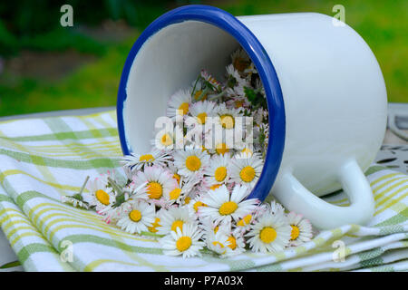Gepflueckte Gaensebluemchen-Blueten in Tasse, Bellis perennis Stockfoto