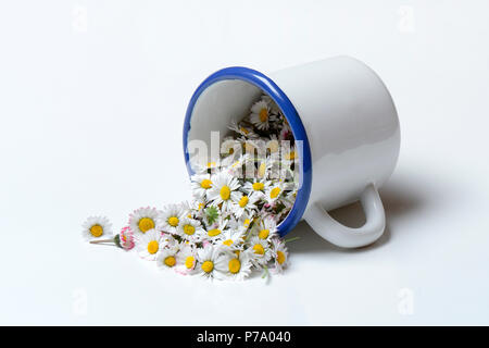 Gepflueckte Gaensebluemchen-Blueten in Tasse, Bellis perennis Stockfoto