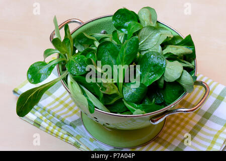 Feldsalat in Abtropfsieb, Gewoehnlicher, Rapuenzchen Rap³nzchen, Valerianella locusta Stockfoto