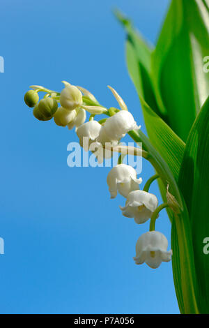 Maigloeckchen, Convallaria majalis Stockfoto