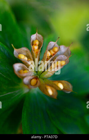 Winterling, Fruchtstand mit reifen geoeffneten Balgfruechten, Eranthis hyemalis Stockfoto