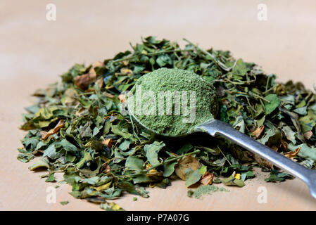 Getrocknete Blätter und Moringa Moringa Pulver, Moringa oleifera Stockfoto