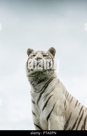 Atemberaubende portrait Bild von hybrid White Tiger Panthera tigris in lebendige Landschaft und Laub. Stockfoto