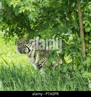 Atemberaubende portrait Bild von hybrid White Tiger Panthera tigris in lebendige Landschaft und Laub. Stockfoto