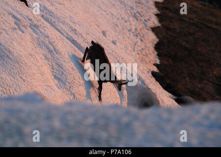 Gämse (Rupicapra Rupicapra) Vogesen, Frankreich Stockfoto