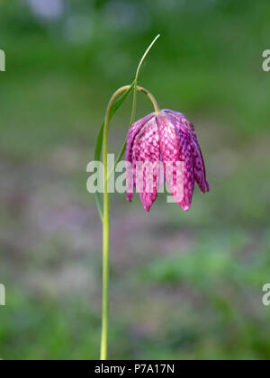 Eurasische Tierarten blühende Pflanze, Fritillaria meleagris, aus der Familie. Allgemein bekannt als Kopf der Schlange fritillary. Norfolk, Großbritannien Stockfoto