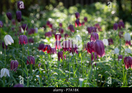 Eurasische Tierarten blühende Pflanze, Fritillaria meleagris, aus der Familie. Allgemein bekannt als Kopf der Schlange fritillary. Norfolk, Großbritannien Stockfoto