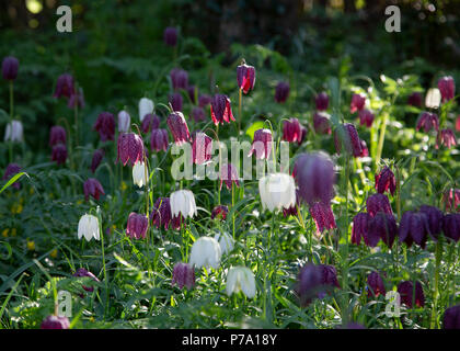 Eurasische Tierarten blühende Pflanze, Fritillaria meleagris, aus der Familie. Allgemein bekannt als Kopf der Schlange fritillary. Norfolk, Großbritannien Stockfoto