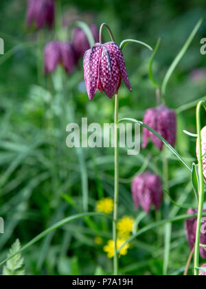Eurasische Tierarten blühende Pflanze, Fritillaria meleagris, aus der Familie. Allgemein bekannt als Kopf der Schlange fritillary. Norfolk, Großbritannien Stockfoto