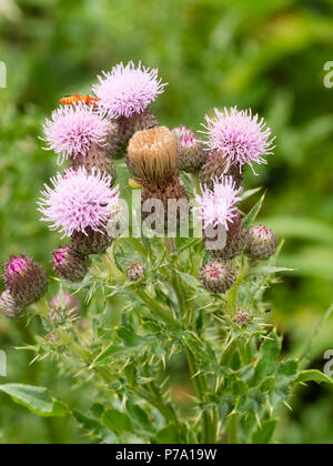 Rosa Sommer Blüten des schleichenden Distel, Cirsium arvense, einem britischen Wildflower Stockfoto