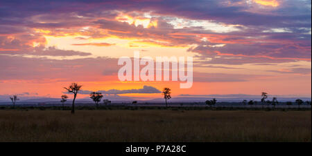 Sonnenaufgang über der Masai Mara, Kenia. Bäume Silhouette gegen den Hügel des Oldoinyio Oloololo Escarpment (auch genannt oder Siria Escarpment), in der Stockfoto