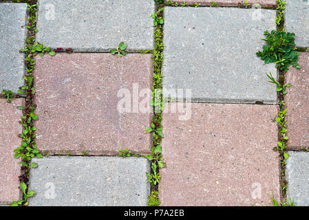 Farbigem Beton Pflastersteine mit schönen Qualität Textur close-up mit wachsenden Unkräuter an den Rändern. Stockfoto