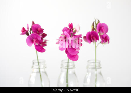 Lathyrus latifolius, Breitblättrigen ewigen Erbsen in Glasflaschen. Stockfoto