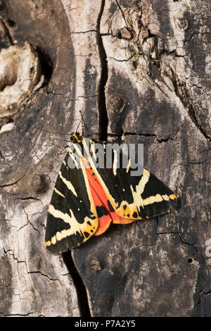 Russischer Bär Euplagia quadripunctaria spanische Flagge,, Callimorpha quadripunctaria, Phalaena quadripunctaria Jersey Tiger, L'Écaille chinée, Cal Stockfoto