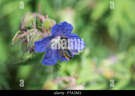 Blatt-Cutter Bee (Megachile sp) auf einem Geranium flower Stockfoto