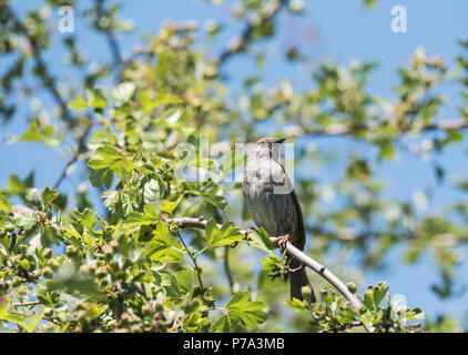 Thront Dunnock (Phasianus colchicus) Stockfoto