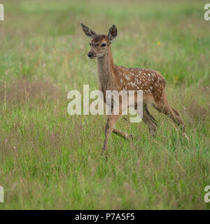 Rothirsch Kalb Stockfoto