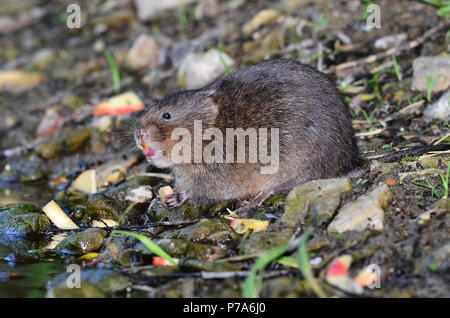 Wasservole arvicola amphibius Stockfoto