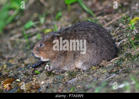 Wasservole arvicola amphibius Stockfoto