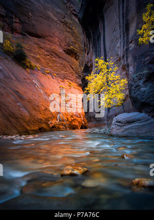 Die goldenen hued Herbst Blätter hinzufügen, um das Drama des glühenden Mauern der verengt, Wanderung in den Virgin River von Zion National Park, Utah. Stockfoto