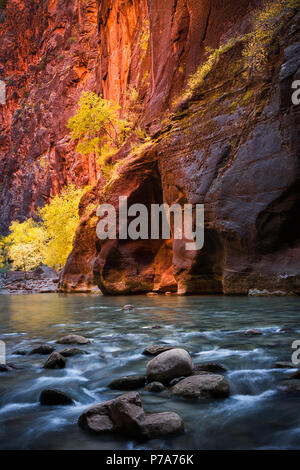 Die goldenen hued Herbst Blätter hinzufügen, um das Drama des glühenden Mauern der verengt, Wanderung in den Virgin River von Zion National Park, Utah. Stockfoto