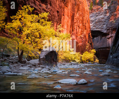 Die goldenen hued Herbst Blätter hinzufügen, um das Drama des glühenden Mauern der verengt, Wanderung in den Virgin River von Zion National Park, Utah. Stockfoto