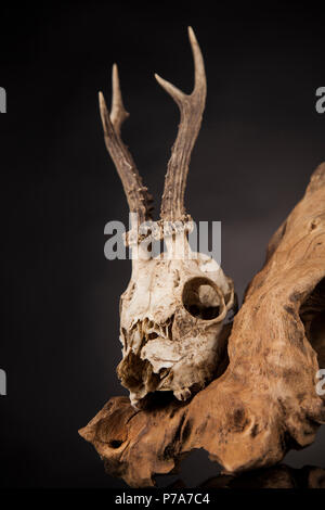 Deer skull, Schwarz Spiegel Hintergrund Stockfoto
