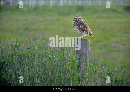 Eule starrte auf die Kamera steht auf einer post-Zaun im Land in einem Sommernachmittag Stockfoto