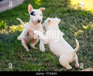 Zwei Bull Terrier Welpen zusammen spielen auf dem Rasen Stockfoto