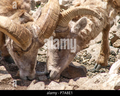 Dickhornschafe Big Horn colorado Montana Stockfoto