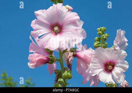 Rosa Malve Blume auf einer Spitze, die den Lebenszyklus der Blüten und Knospen, Eröffnung, in voller Blüte, und welken. Malvaceae, Frühling, Stockfoto