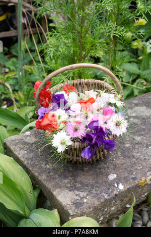 Lathyrus Odoratus. Sweet pea 'Frühen Mammut gemischt', 'antike Fantasy gemischt' und Nigella damascena Blumen. Stockfoto